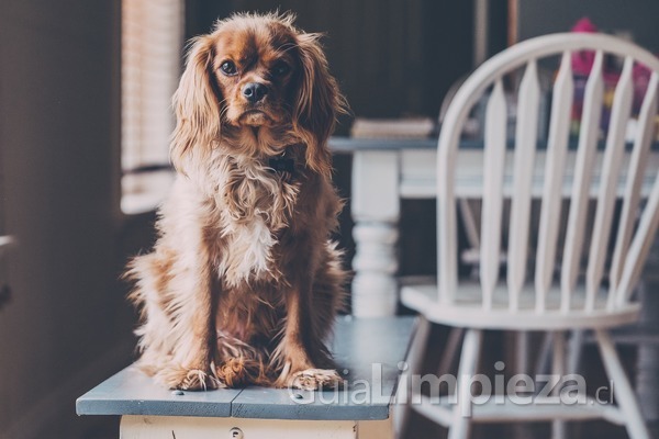 7 tips para tener un hogar limpio con mascotas en casa