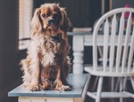 7 tips para tener un hogar limpio con mascotas en casa